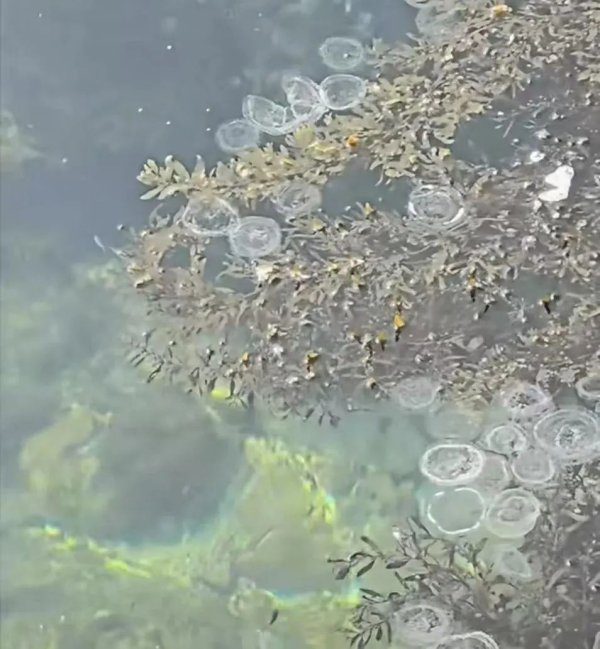 创同配资 有毒！千万别碰这些“塑料袋”